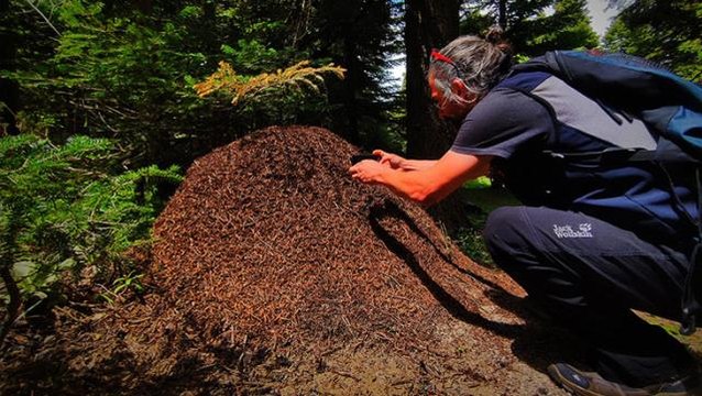 Uludağ'da boyu 1 metreyi bulan dev karınca yuvaları hayrete düşürüyor, görenler telefona sarılıyor