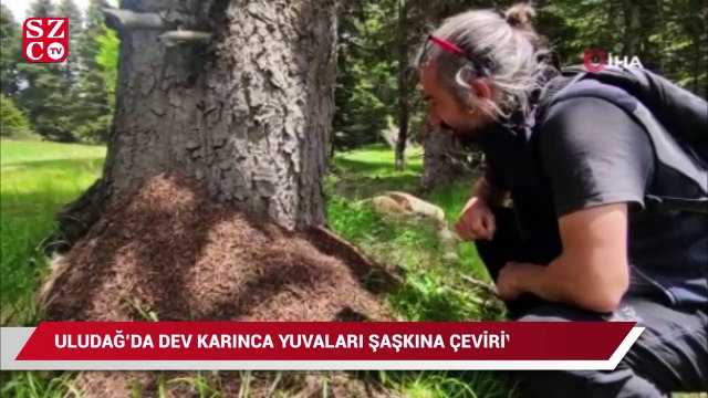 Uludağ’da dev karınca yuvaları görenleri hayretler içinde bırakıyor