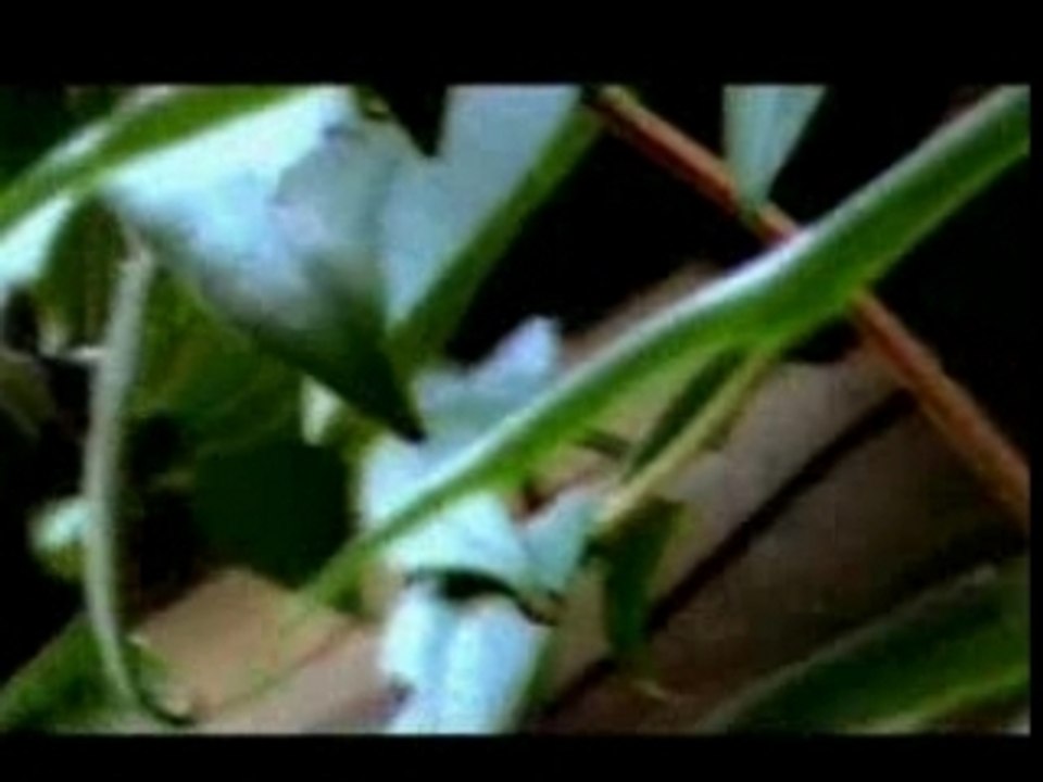 Panasonic NV-GS60 Test - Ambience Video