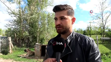 Kuyuya düşen ineği fark eden kangal köpeği saatlerce başından ayrılmadı