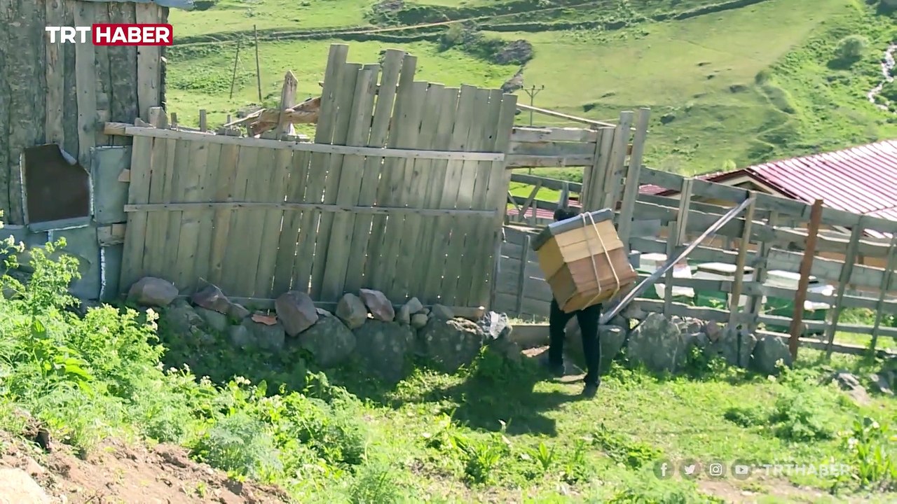 Anzer Yaylası'nda bal hasadı için hazırlıklar başladı