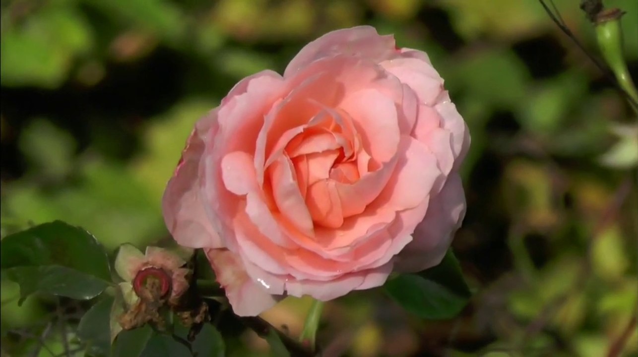 Beautiful Flower Rose  in Different Colours #Whatsapp Status #nature #latest video