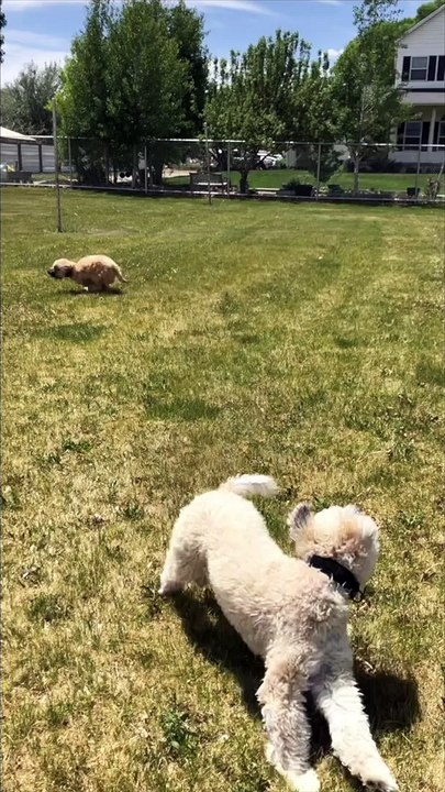 Sprinting Doggy Bounces Off Surprise Fence