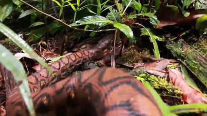 10 Creatures MORE TERRIFYING Than Megalodon