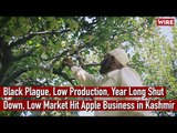 Kashmir Apple Trade Hit by Perfect Storm— Black Plague, Low Production, Bad Market, Lockdown