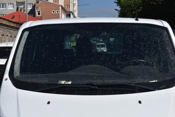 Ani frenle devrilen kovanlardan çıkan arılar araca yayıldı