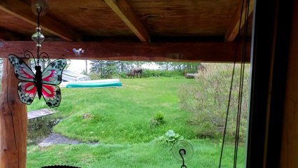 Momma Moose and Twin Calves Come to Visit