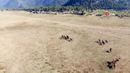 Antalya’da özgürlüğün sembolü 'Yılkı Atları'