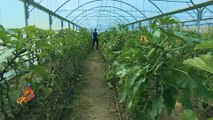 سلة المزارع الفلسطيني.. مبادرة زراعية