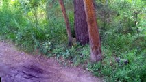 KARS - Sarıçam ormanlarındaki fotokapanların kırılmasına tepki