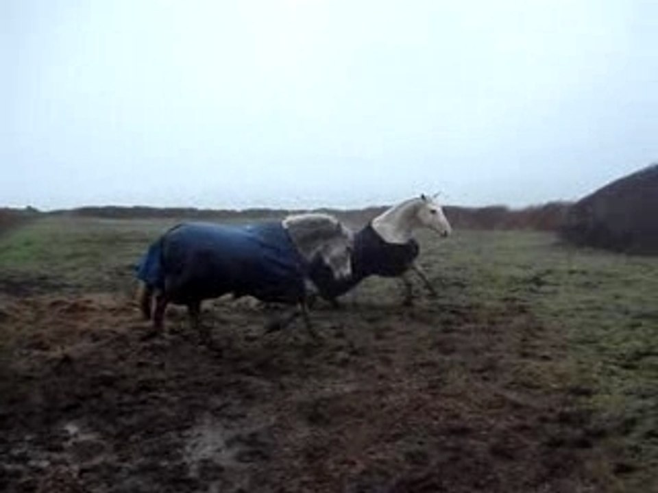 MOV00686