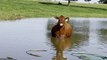 Pregnant Cow Cools off in the Pond