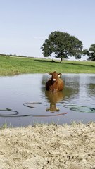 Pregnant Cow Cools off in the Pond