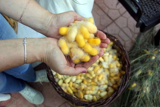 Hatay Sarısı nın neslinin devamı bilimsel çalışmalarla sağlanacak