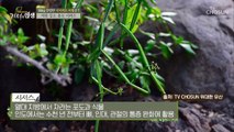 ❛이것❜으로 몸속 뚱보균 잡고 다이어트 성공하자↗ TV CHOSUN 20210605 방송