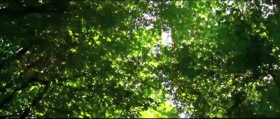 Başkan Erdoğan'dan Dünya Çevre Günü mesajı