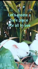 Happy  feeding in its own world / baby rabbit/ rabbit feeding