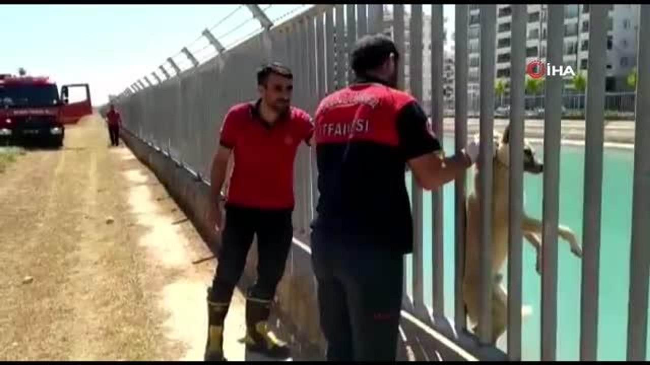 Son dakika haberi... Sulama kanalına düşen köpek itfaiye ekipleri tarafından kurtarıldı