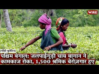 Gondi Bulletin: पश्चिम बंगाल: जलपाईगुड़ी चाय बागान ने कामकाज रोका, 1,500 श्रमिक बेरोज़गार हुए
