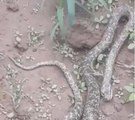 Bursa'da tarlasında dev yılanı gören çifti şaşkınlığını gizleyemedi