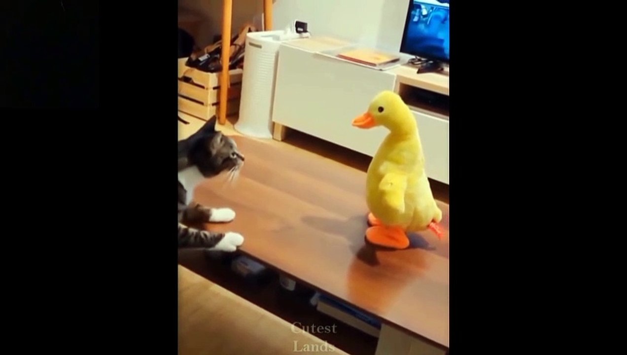 Cute And Funny Pets  Try Not To Laugh To These Pets Compilation #1