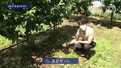 “출하할 사과 5%뿐”…삼중고에 올해도 ‘金사과’ 되나