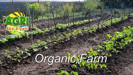 “ORGANIC FARM” Ep.60 AGRI Ako D’yan