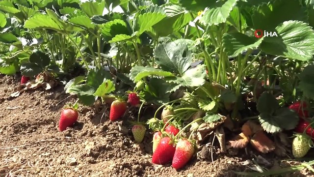 Emendere çileği tadını termal sulardan alıyor