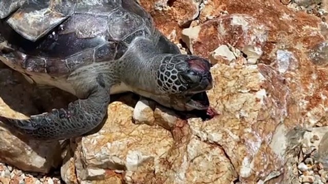 ANTALYA - Acısu Plajı'nda ölü caretta caretta bulundu