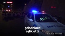 10 bin koyun trafiği aksattı, polis ekipleri devreye girdi