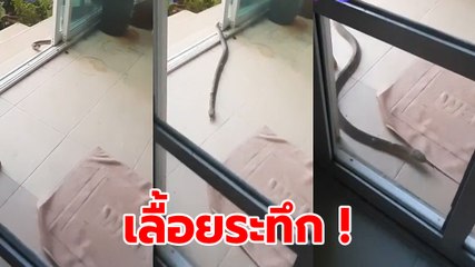 ขนลุกซู่ ! นาทีงูจงอางเลื้อยเข้าบ้านสุดระทึก ตัวใหญ่ยาวหลายเมตร