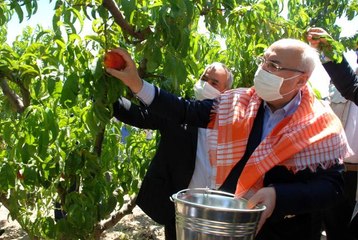 Erkenci şeftaliler hasat edildi