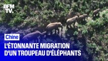 L'étonnante migration d'un troupeau d'éléphants en Chine