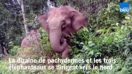 Un troupeau d'éléphants en vadrouille en Chine