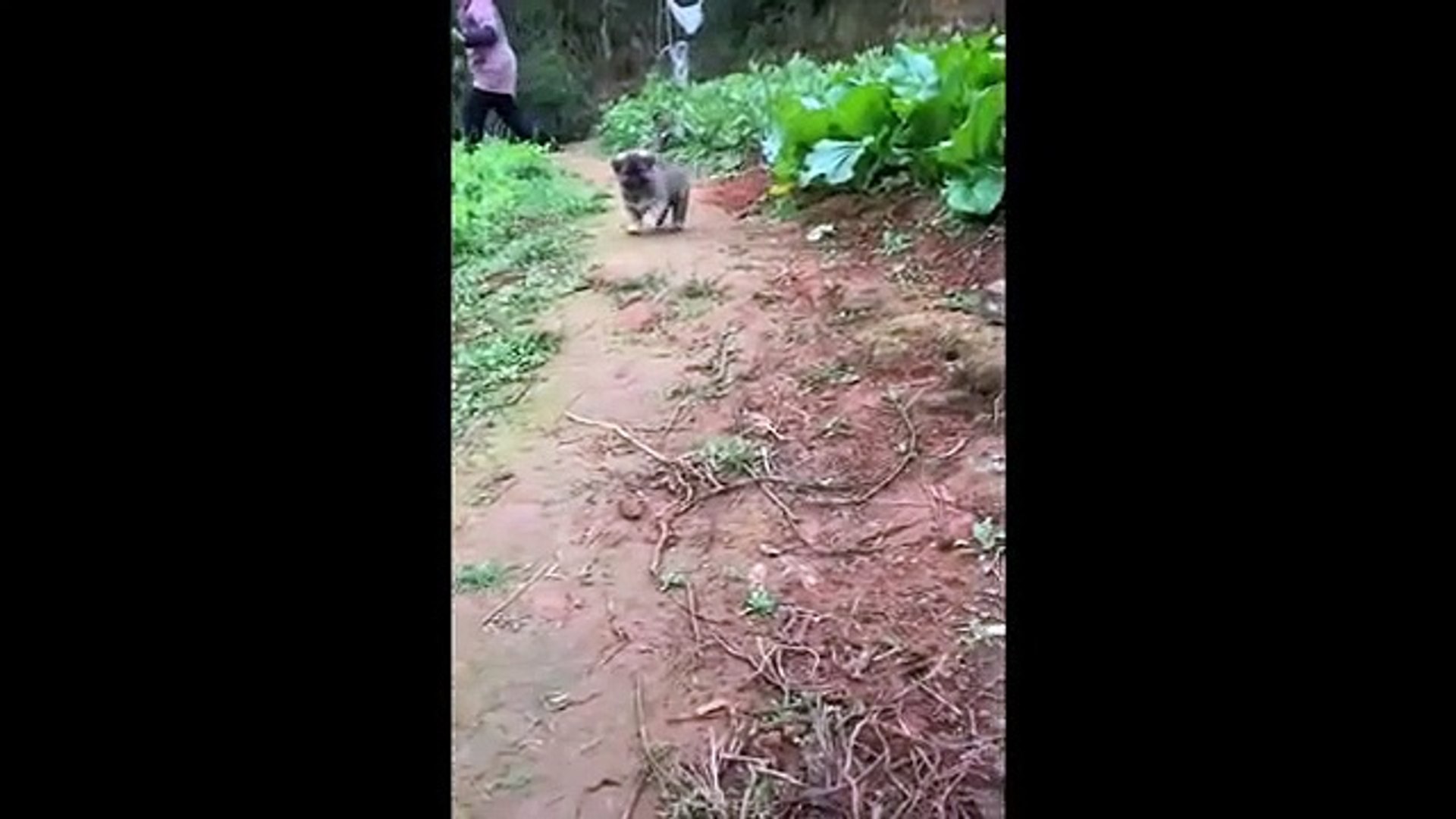 Aww Cute Baby Animals Videos Compilation ♥ Best Funny Pets Videos