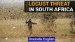 South Africa: Locusts swarms threaten farm production | Oneindia News