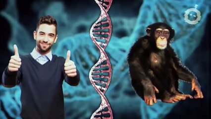 VOICI COMMENT LES ANIMAUX PLEURENT LEURS MORTS: IDIOMA FRANCÊS