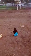 Sosyal medyanın yeni fenomeni oldu!