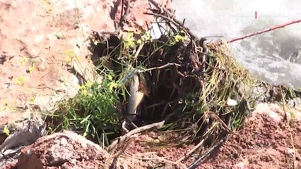 Kahramanmaraş'ta balık ölümlerinin nedeni araştırılıyor