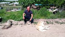 Muhtar, köpek katillerine lanet okudu…