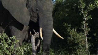 African Wildlife Documentary Hindi अफ्रीकी वन्य जीवन हिन्दी (HD) Ep - 2