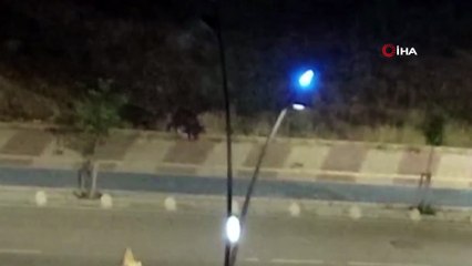 Yaban domuzları kent merkezine indi