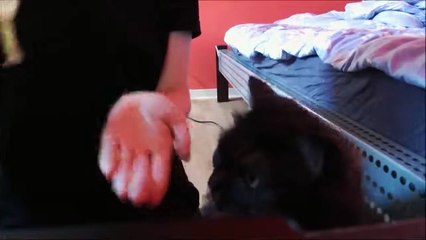 My Cat Eats Bananas for Breakfast