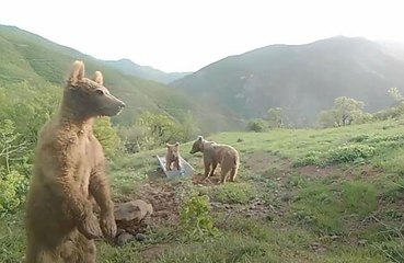 Son dakika haber... Bakan Pakdemirli'den su yalağında oynayan ayılarla ilgili "Halinden memnun" paylaşımı