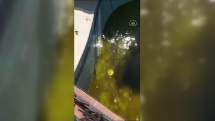 Evin içerisine ve havuzuna giren iki yılan çıkarıldı