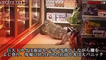 【衝撃映像】動物の珍事件 4選
