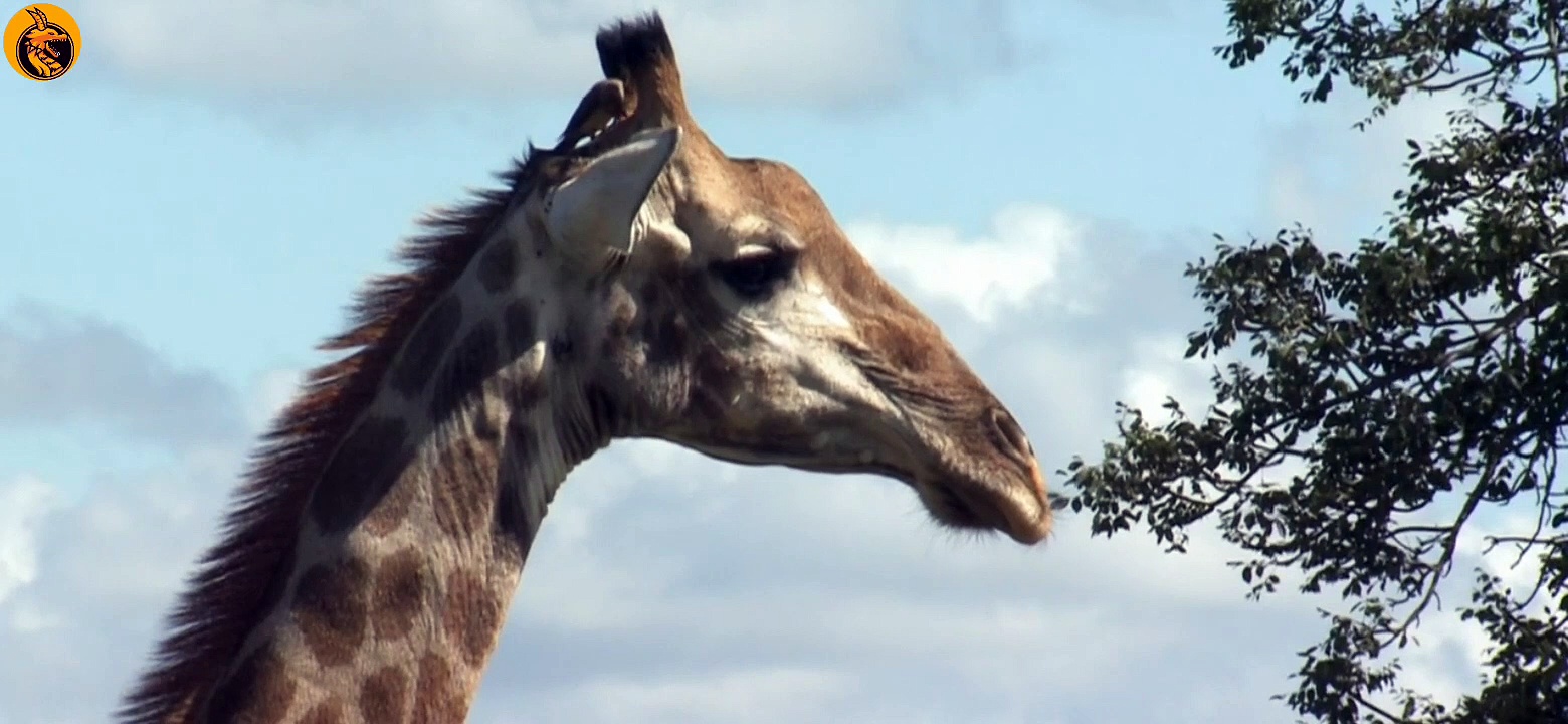 Wildlife Documentaries