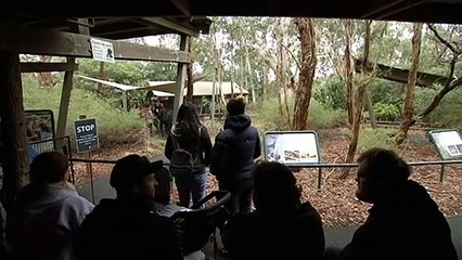 Koalas get a new home among gum trees
