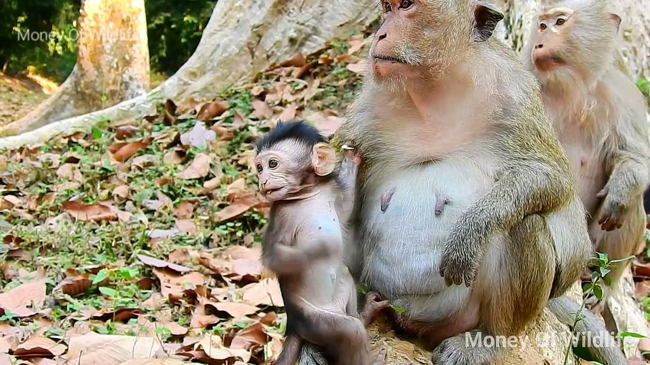 Baby Dax Fun Act.. Baby Dax feel Happy Play With Mom,Mom Daisy Let Dax Play Until Forget milk