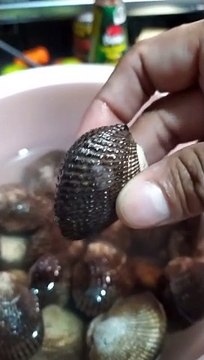 Almejas negras Pata de mula marisco fresco molusco